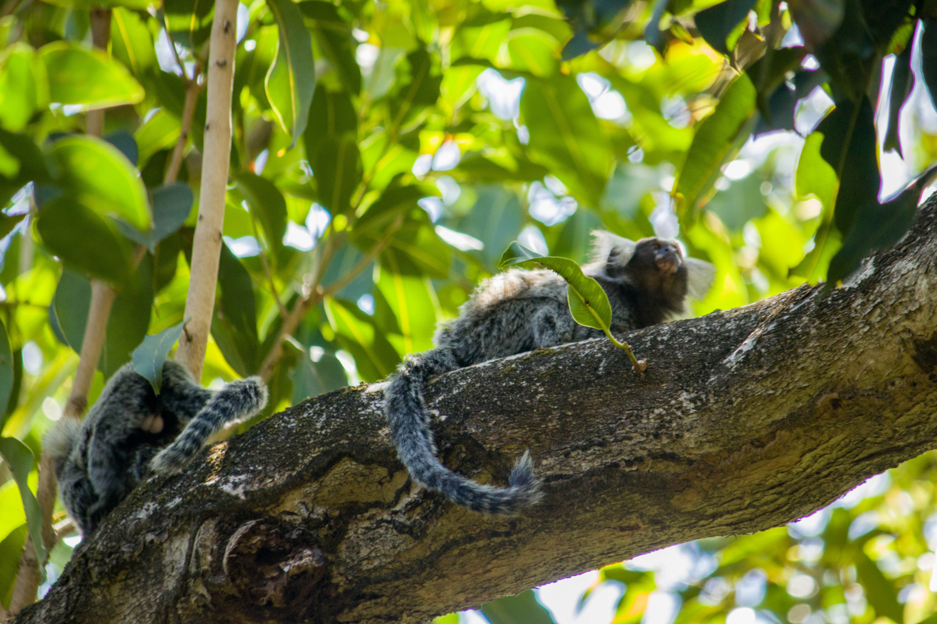 Arie Floresta do Curió é reconhecida como Posto Avançado da Mata Atlântica