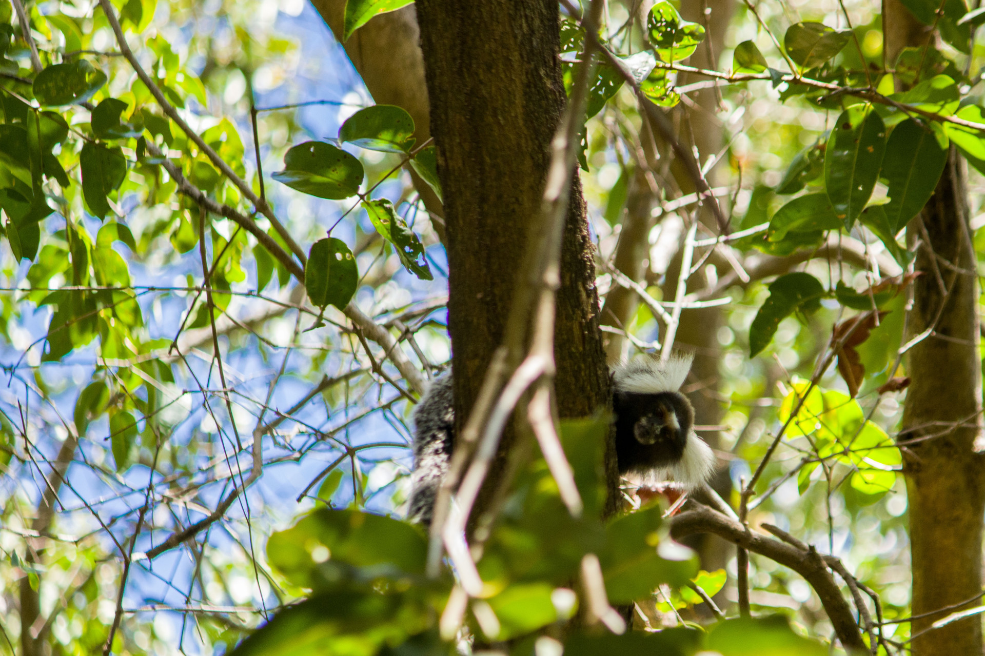 Arie Floresta do Curió é reconhecida como Posto Avançado da Mata Atlântica
