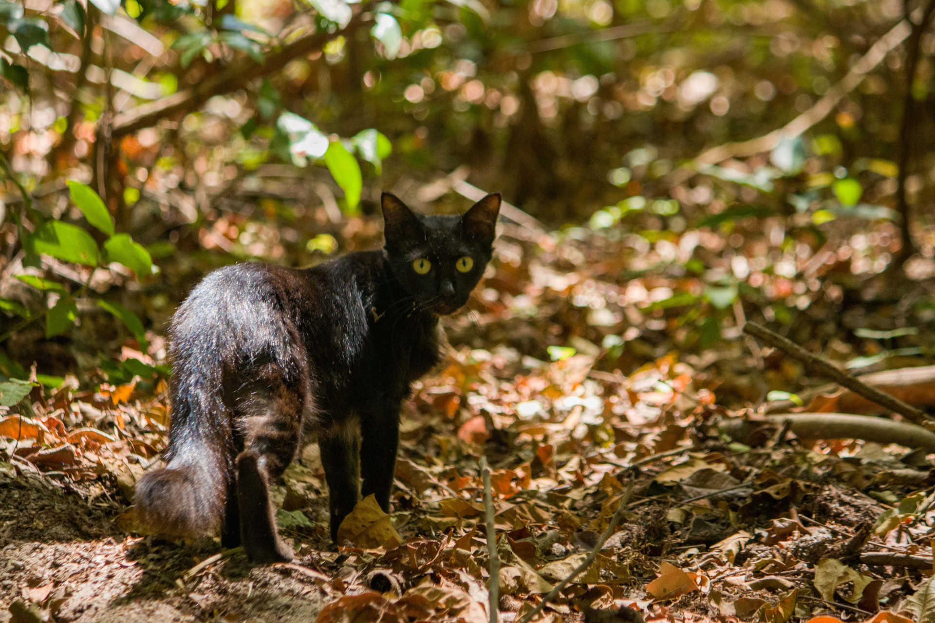 Arie Floresta do Curió é reconhecida como Posto Avançado da Mata Atlântica