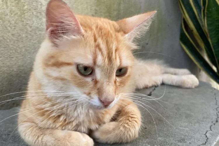 Gata passa quase dois anos desaparecida e volta no dia do aniversário de sua dona; confira 