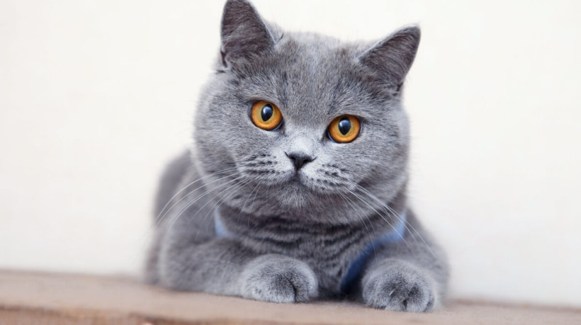 O british shorthair é um felino de natureza tranquila (Imagem: FotoMirta | Shutterstock)