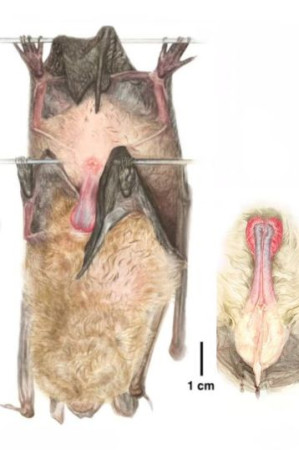 Morcego tem pênis gigante e faz sexo por até 13h