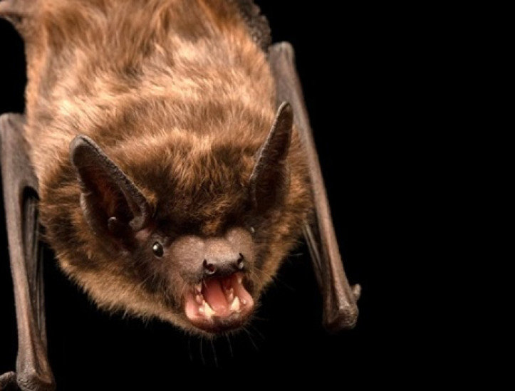 O Eptesicus Serotinus, conhecido como morcego-hortelão-escuro, tem pênis gigante e faz sexto por até 13 horas 