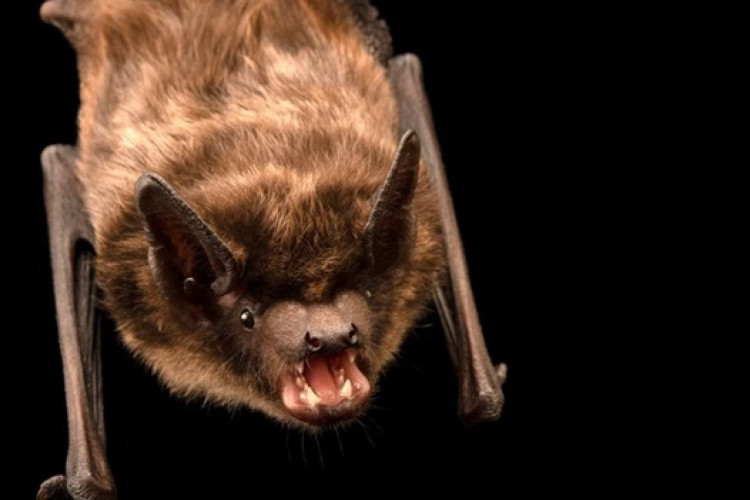 O Eptesicus Serotinus, conhecido como morcego-hortelão-escuro, tem pênis gigante e faz sexto por até 13 horas