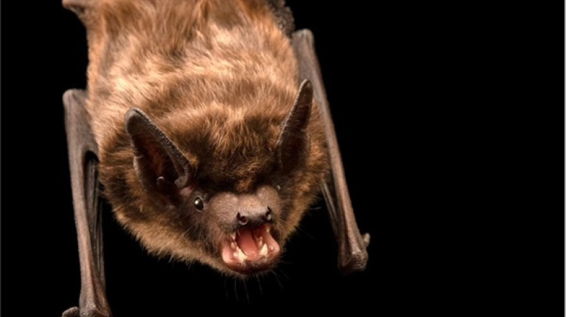 O Eptesicus Serotinus, conhecido como morcego-hortelão-escuro, tem pênis gigante e faz sexto por até 13 horas