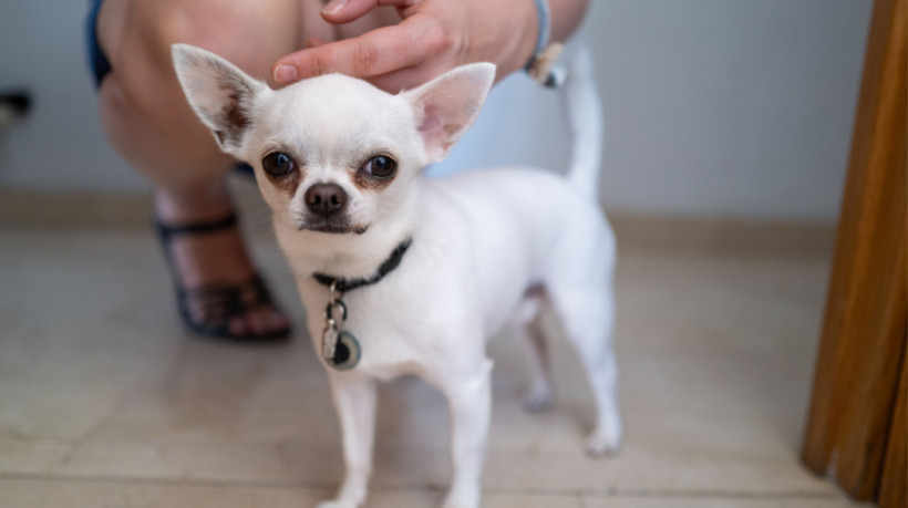 Apesar de ser mais comum encontrar pinschers em tons de preto e castanho, mutações genéticas podem levar à manifestação do fenótipo branco (Imagem: Pierre Aden | Shutterstock)