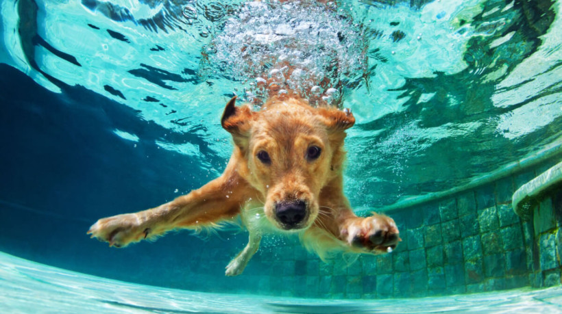Nadar na piscina é uma atividade muito divertida para os cães, mas exige cuidados (Imagem: Denis Moskvinov | Shutterstock)