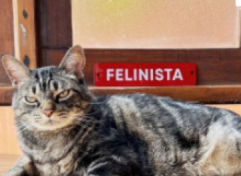 Aqui no Brasil, o gato Chico se define como influencer, ator, modelo e CEO da marca 