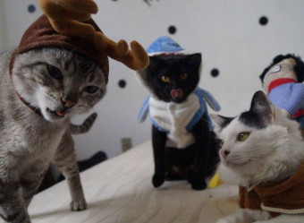 Diversos pets chamam atenção na web e acumulam milhões de fãs pelo mundo.