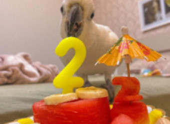 Zezé Cacatua é blogueiro, chama a atenção pela sua inteligência e entretém mais de 700 mil pessoas.