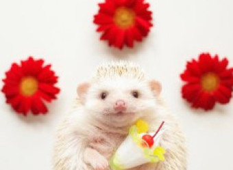 Hoje em dia, se engana quem pensa que apenas pessoas podem influenciar e fazer sucesso na internet.