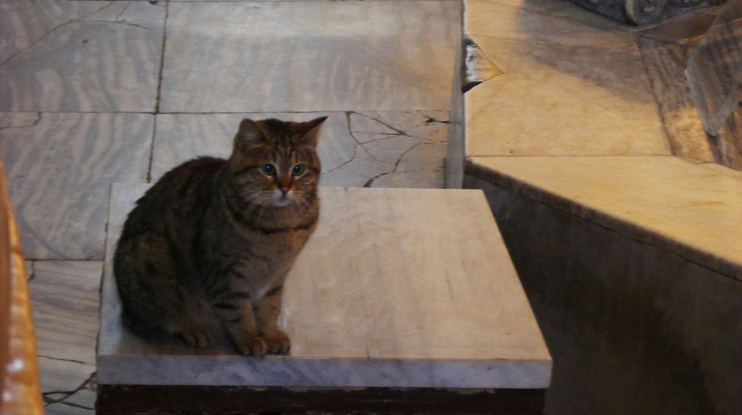 Conheça a história da gata Gli e a tradição turca de respeito aos felinos