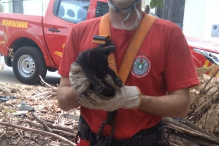 Filhote de cachorro é resgatado de poço por bombeiros em Alcântaras.