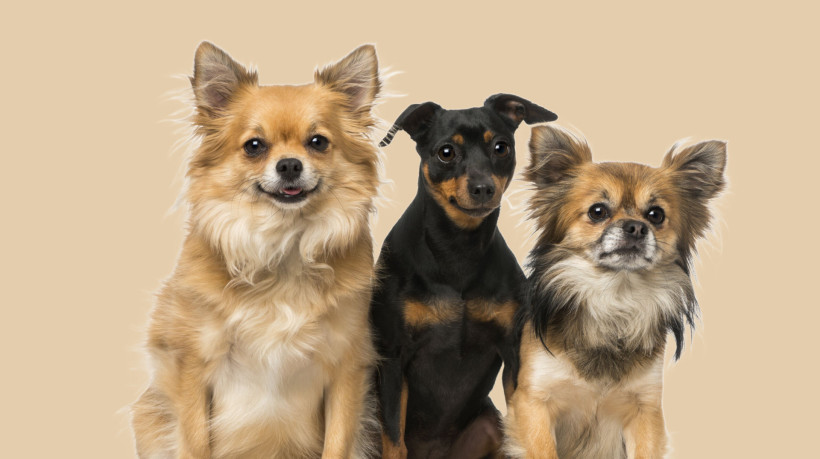 O pinscher tende a apresentar menos problemas de saúde em comparação com o chihuahua (Imagem: Eric Isselee | Shutterstock)