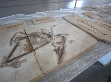  Fósseis repatriados da França chegam ao Ceará





































































































































































































































































































































































































































































































































































































































































































































































































































































































































































































































































































































































































































































































































































































































































































































































































































































































































































































































































































































































































































































































































































































































































































































































































































































































































































































































































































































































































































































































































































































































































































































































































































































































































































































































































































































































































































































































































































































































































































































































































































































































































































































































































































































































































































































































































































































































































































































































































































































































































































































































































































































































































































































































































































































































































































































































































































































































































































































































































































































































































































































































































































































































































































































































































































































































































































































































































































































































































































































































































































































































































































































































































































































































































































































































































































































































































































































































































































































































































































































































































































































































































































































































































































































































































































































































































































 