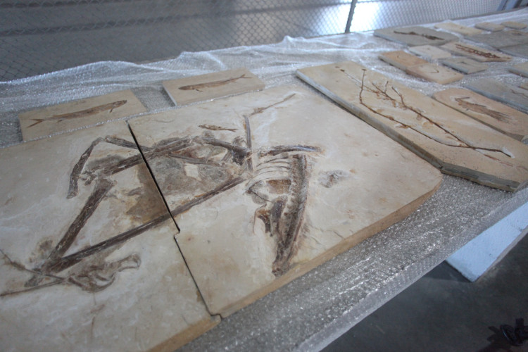  Fósseis repatriados da França chegam ao Ceará





































































































































































































































































































































































































































































































































































































































































































































































































































































































































































































































































































































































































































































































































































































































































































































































































































































































































































































































































































































































































































































































































































































































































































































































































































































































































































































































































































































































































































































































































































































































































































































































































































































































































































































































































































































































































































































































































































































































































































































































































































































































































































































































































































































































































































































































































































































































































































































































































































































































































































































































































































































































































































































































































































































































































































































































































































































































































































































































































































































































































































































































































































































































































































































































































































































































































































































































































































































































































































































































































































































































































































































































































































































































































































































































































































































































































































































































































































































































































































































































































































































































































































































































































































































































































































































































































































