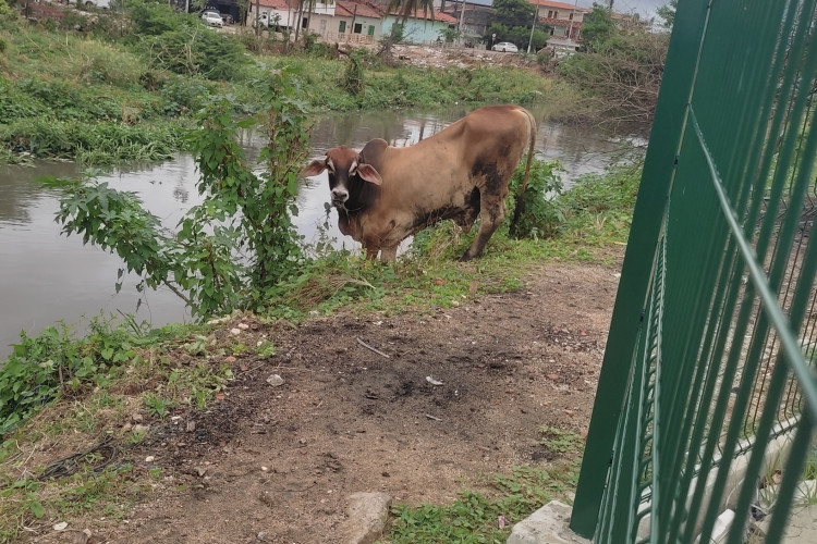 Animais no leito do Rio Maranguapinho