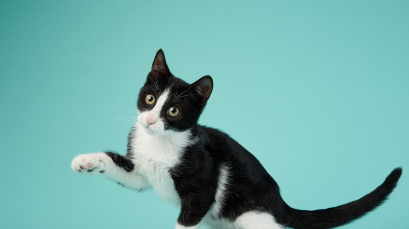 Alguns gatos podem ser bons companheiros para crianças (Imagem: dezy | Shutterstock)