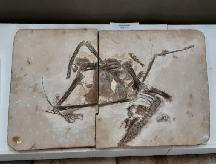 Fósseis repatriados da França são devolvidos a Museu no Cariri  