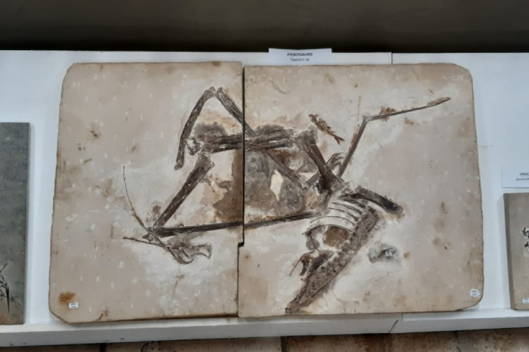 Fósseis repatriados da França são devolvidos a Museu no Cariri 