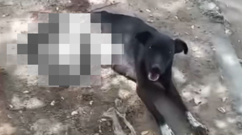 Abrigo de Fortaleza denuncia atropelamento de cadela no bairro Bom Jardim