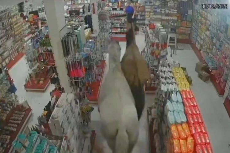 Dois cavalos invadiram uma farmácia no Rio de Janeiro no último sábado, 30