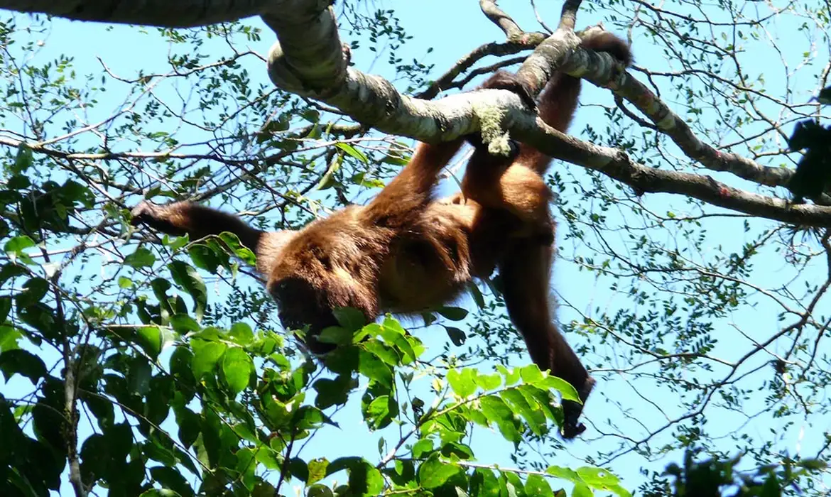 Mais sete macacos bugios são soltos no Parque Nacional da Tijuca 
