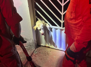 Cachorra ficou presa no portão da casa e foi salva sem ferimentos 