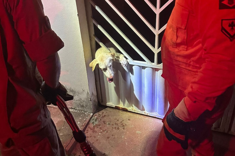 Cachorra ficou presa no portão da casa e foi salva sem ferimentos