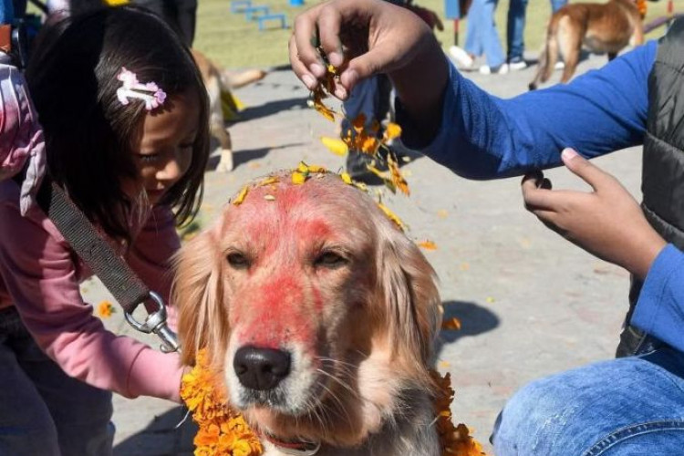 Dia dos cachorros no Nepal