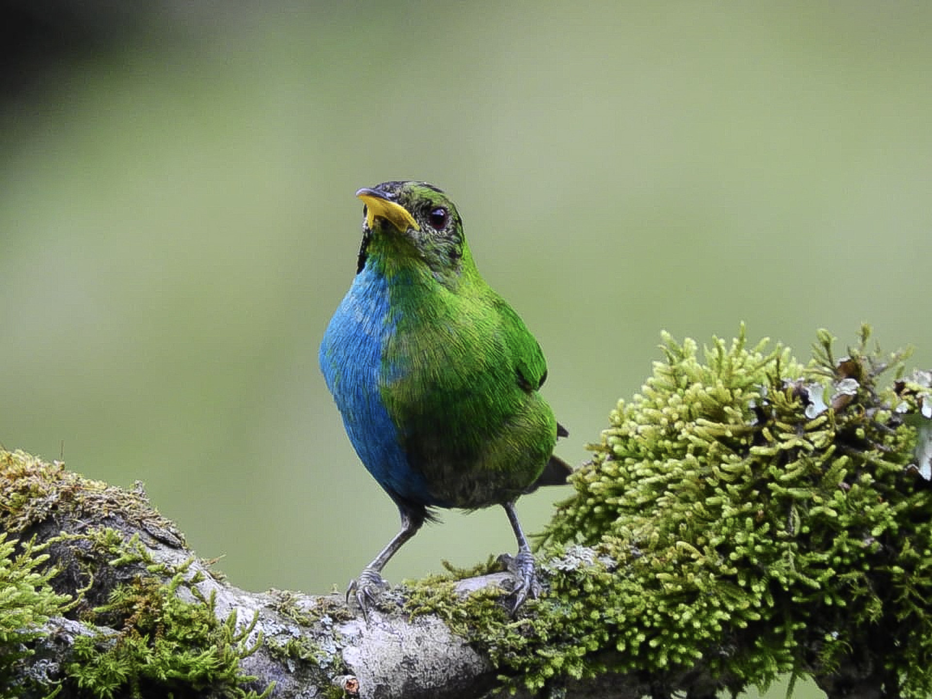 O pássaro é portador de ginandromorfismo, onde o indivíduo tem características femininas e masculinas.