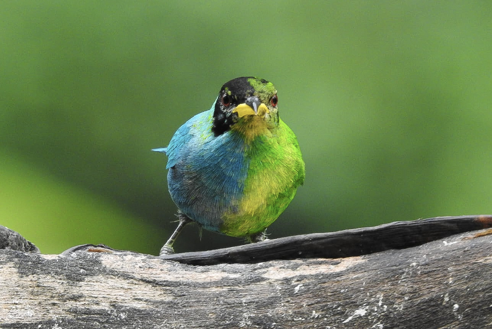 Segundo pesquisadores, é improvável que esta ave consiga se reproduzir devido à suas características territorialistas.