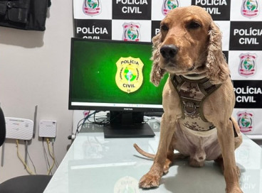 Ao cumprir mandado contra homem investigado por violência doméstica, policiais civis contaram com a colaboração do cão farejador Marley  