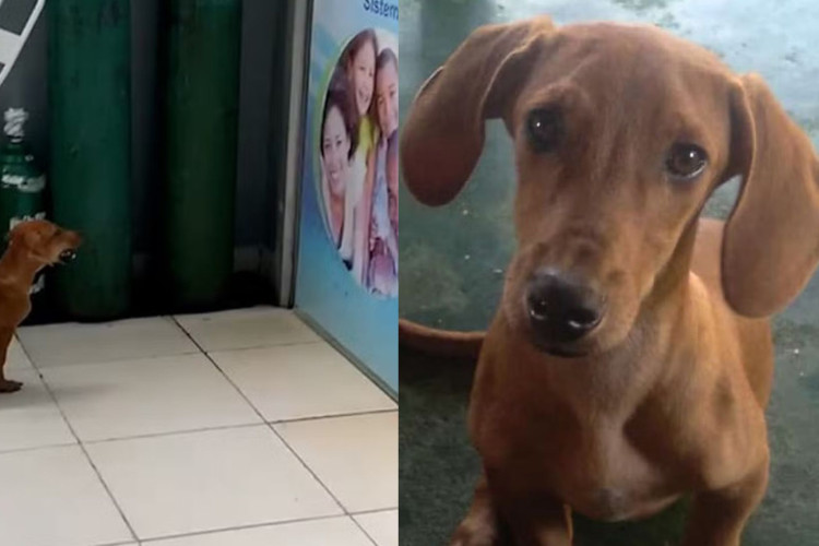 Enquanto tutor era atendido em unidade de saúde do Tocantins, cachorrino 