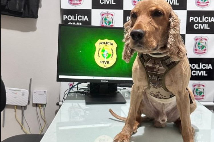 Ao cumprir mandado contra homem investigado por violência doméstica, policiais civis contaram com a colaboração do cão farejador Marley 