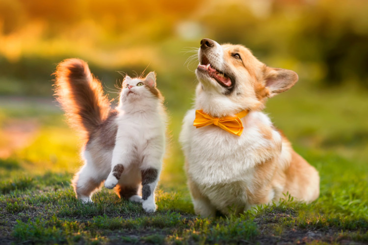 Alguns cuidados garantem uma convivência harmoniosa com pets em condomínio (Imagem: Bachkova Natalia | Shutterstock)