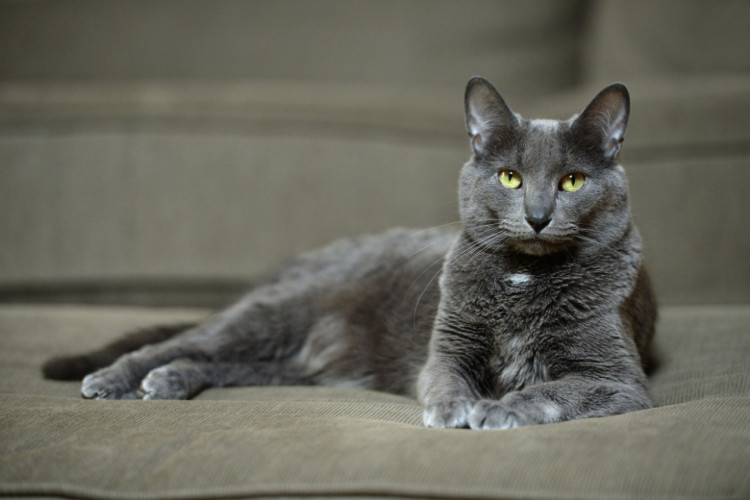 O Korat é um tipo de gato reconhecido por sua beleza e temperamento gentil (Imagem:  Gino Santa Maria | Shutterstock)
