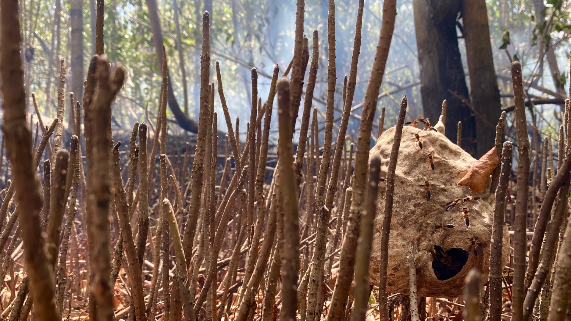 Incêndio no Cocó. Marimbondos e o fogo na floresta do Parque Estadual do Cocó, em Fortaleza, no Ceará. 19/1/2024 (Foto: Demitri Túlio
)