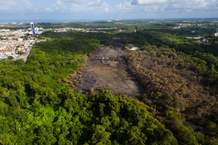 Area do Parque do Cocó após incêndios registrados em janeiro deste ano