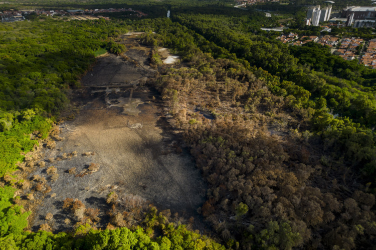 Incêndio no Parque do Cocó, em Fortaleza, atingiu dez hectares em janeiro deste ano