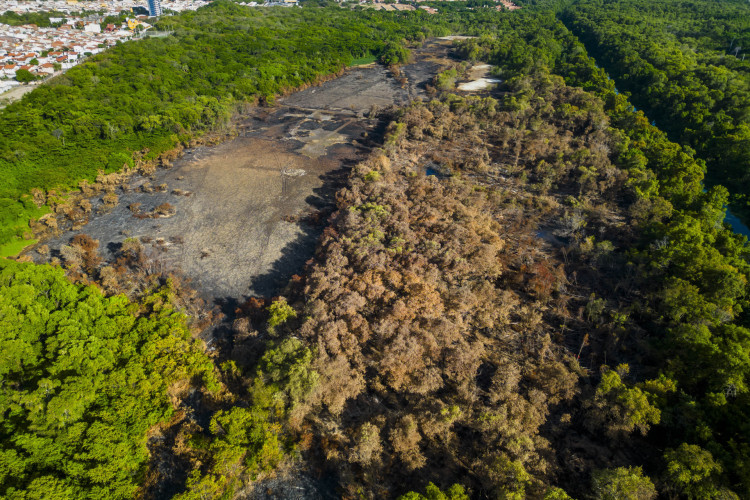 Área do Cocó atingida pelo incêndio na semana passada