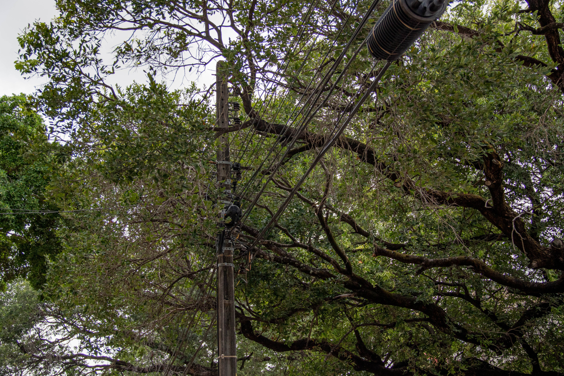 Àrvores com risco de queda são perido para edificações e pessoas. Na foto, av. Duque de Caxias