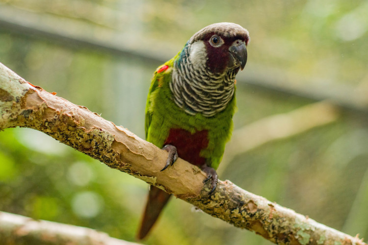 Aquasis faz a introdução de periquitos cara-suja na Serra da Aratanha 