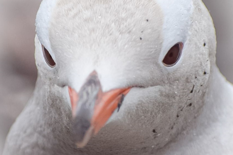 Variação genética afeta parcial ou totalmente a coloração da pele do pinguim, penas ou pelagem de um animal
