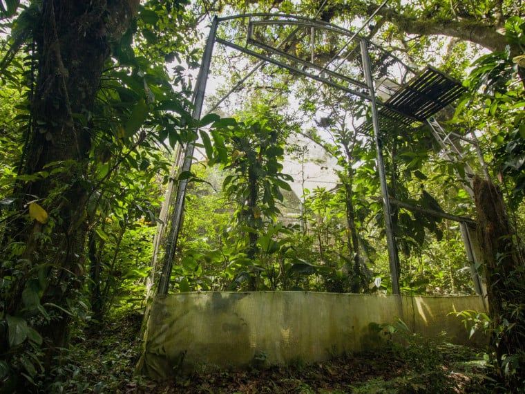 FORTALEZA, CEARÁ, BRASIL, 23-01-2024: Aquasis faz a introdução de periquitos cara-suja na Serra da Aratanha e pesquisa sobre a síndrome da floresta silenciosa e as mudanças climáticas. (Foto: Samuel Setubal)