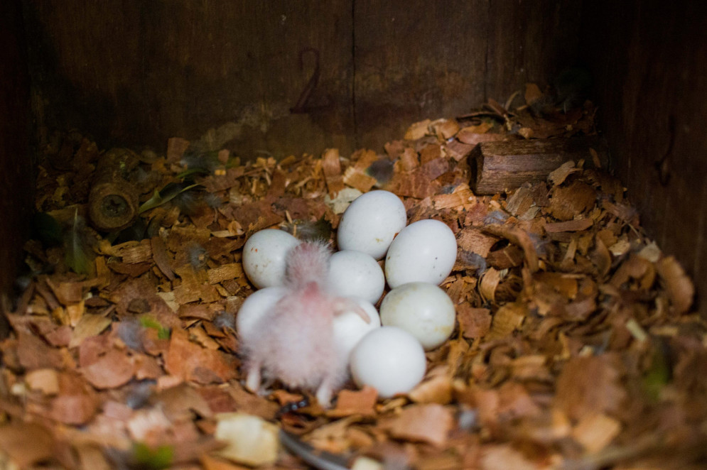 Periquito cara-suja recém-nascido ao lado de ovos de cara-suja, dentro da Caixa Ninho, recurso desenvolvido pela Aquasis para preservação da espécie(Foto: Samuel Setubal)