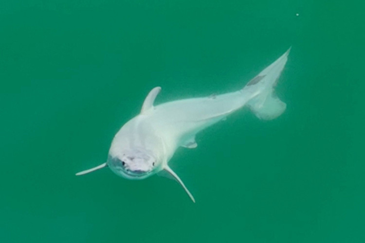 Imagem de drone feita pelo fotógrafo de vida selvagem Carlos Gauna, conhecido como The Malibu Artist, mostra filhote recém-nascido de tubarão branco, que se acredita ter apenas algumas horas de vida por causa de sua barbatana dorsal arredondada, filmado na costa da Califórnia perto de Santa Bárbara