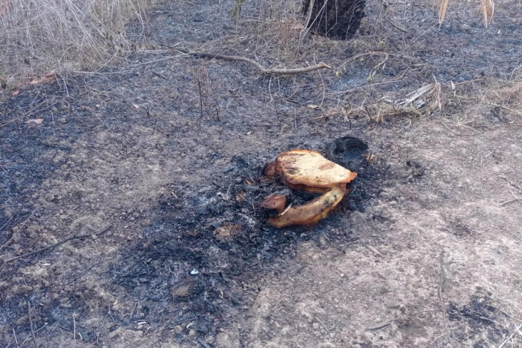 Depois que o corpo foi recolhido, ainda era possível ver restos do colchão usado para incendiar a vítima 