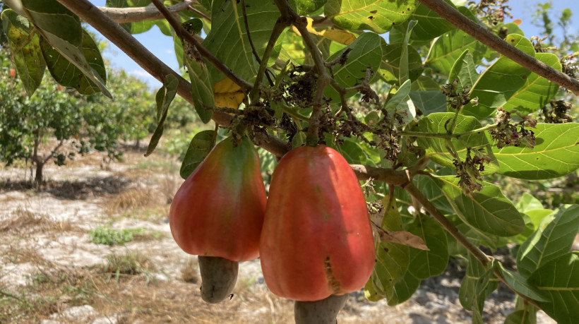 A castanha de caju é um dos setores do Ceará que foi severamente impactado pela sobretaxa de 50% imposta pelos Estados Unidos.