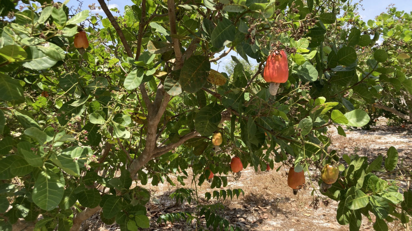 Cajueiro Anão-Precoce. Cajucultura no Ceará.